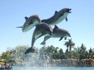 Дельфины резвятся