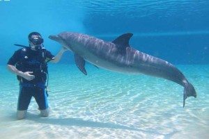 Дельфин и человек