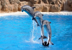 Дельфины прыгают из воды