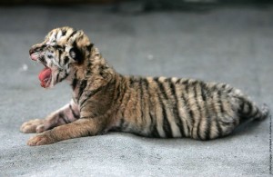Тигренок амурского тигра