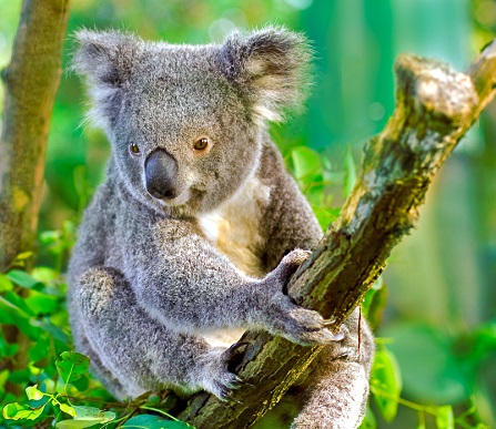 Сумчатый медведь коала фото