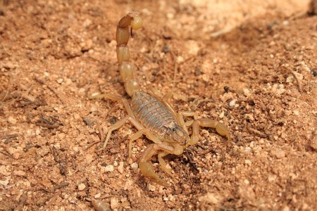 Скорпион из семейства Buthidae