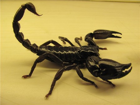 Скорпион Heterometrus