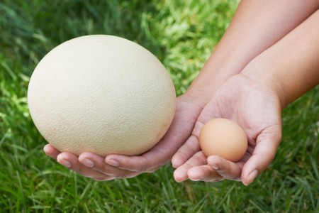 Страусиное яйцо и куриное яйцо