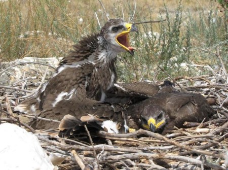 Гнездо степного орла с птенцами