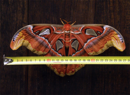 Бабочка Князь Тьмы