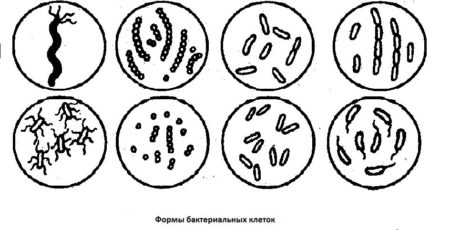 Формы бактериальных клеток